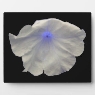 Petunia Blue Glow Plaque Fotoplatte