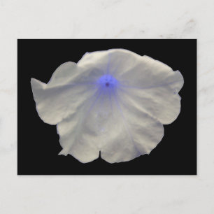 Petunia Blue Glow Postcard Postkarte