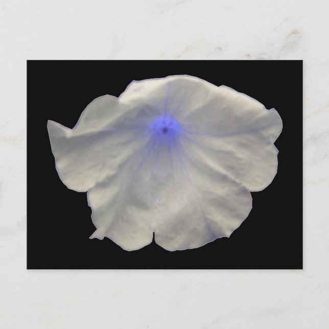 Petunia Blue Glow Postcard Postkarte (Vorderseite)