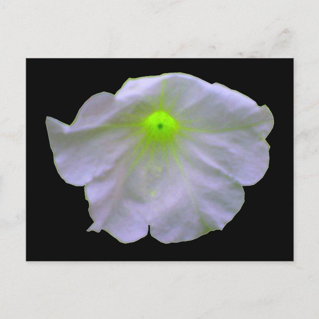 Petunia Bright Green Postcard Postkarte (Vorderseite)