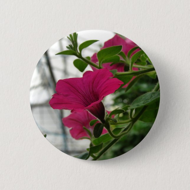 Petunia Button (Vorderseite)