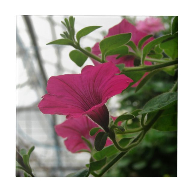 Petunia Fliese (Vorderseite)