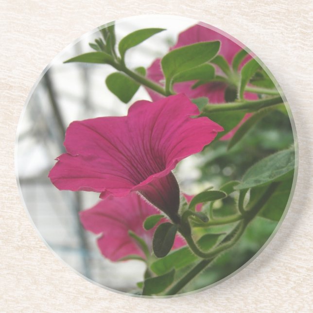 Petunia Getränkeuntersetzer (Vorne)