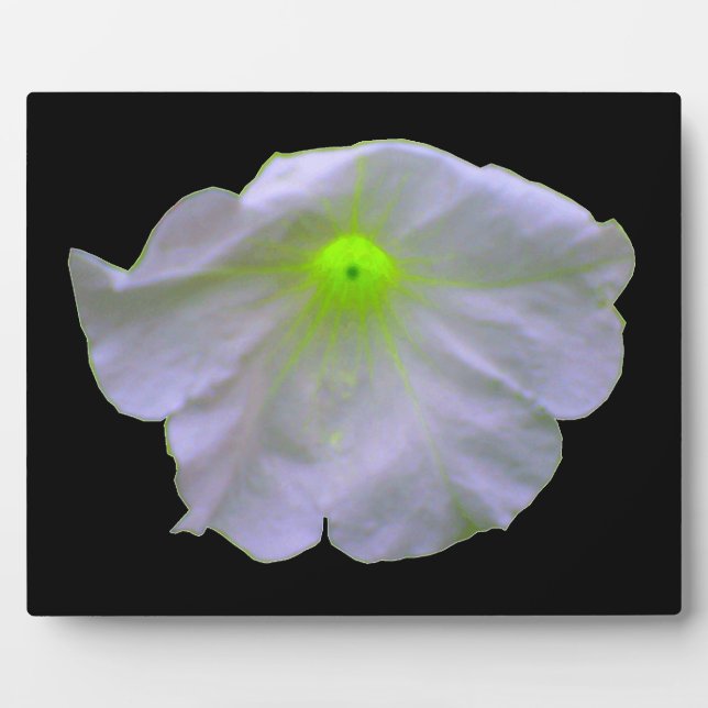 Petunia Green Glow Plaque Fotoplatte (Vorderseite)