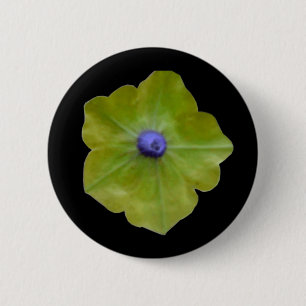 Petunia Green und Blue Button