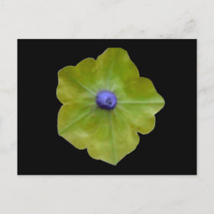 Petunia Green und Blue Postcard Postkarte