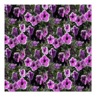 Petunia Land... Poster