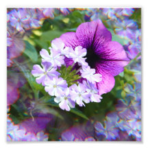 Petunia Lila und weiße Blume Fotodrucken