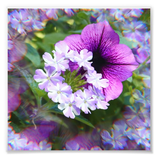Petunia Lila und weiße Blume Fotodrucken Fotodruck (Vorne)