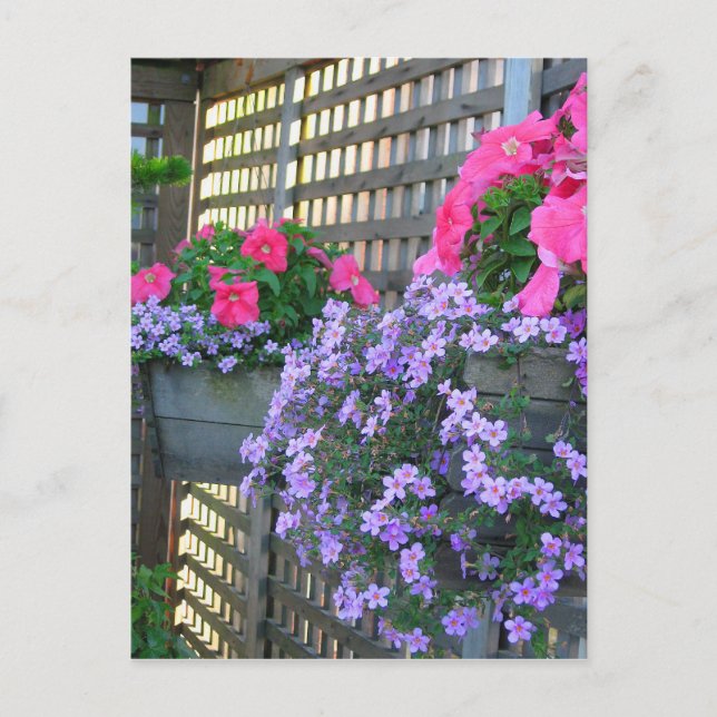 Petunia und Bacopa Postkarte (Vorderseite)