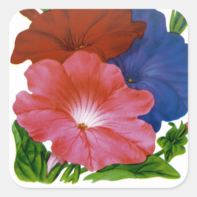 Petunia Vintag Seed Packet Quadratischer Aufkleber (Vorderseite)