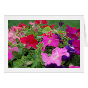Petunias