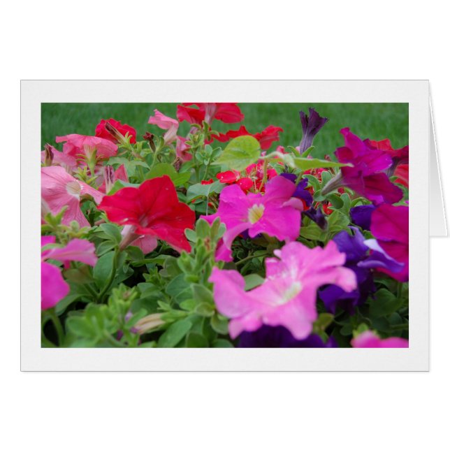 Petunias (Vorderseite (Horizontal))