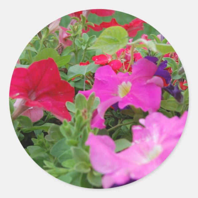 Petunias Runder Aufkleber (Vorderseite)