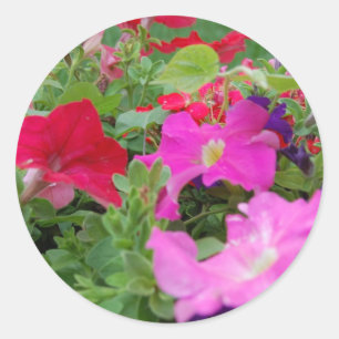 Petunias Runder Aufkleber
