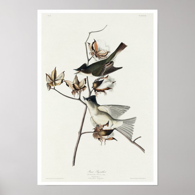 Pewit Flycatcher von Audubon Poster (Vorne)