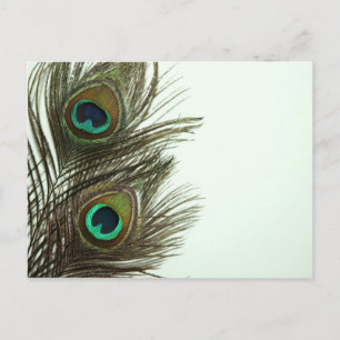 Pfacock Feather Postcard Postkarte