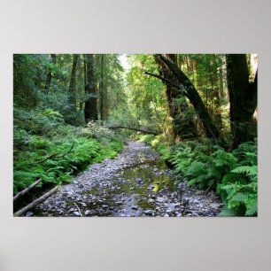 "Pfad der Fernen", Muir Woods Poster