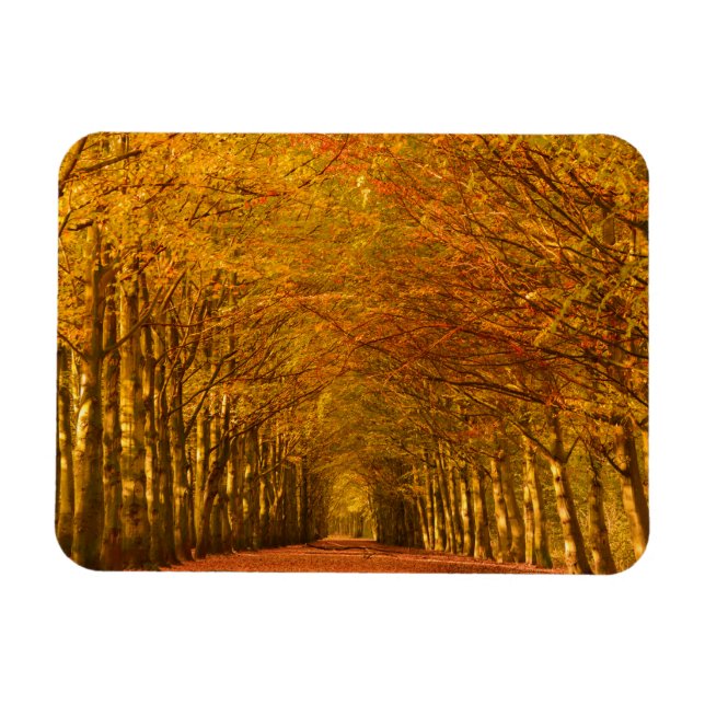 Pfad durch den Wald im Rechteck des Herbstes Magnet (Horizontal)
