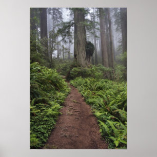 Pfad durch die riesigen Redwood-Bäume gehüllt 2 Poster