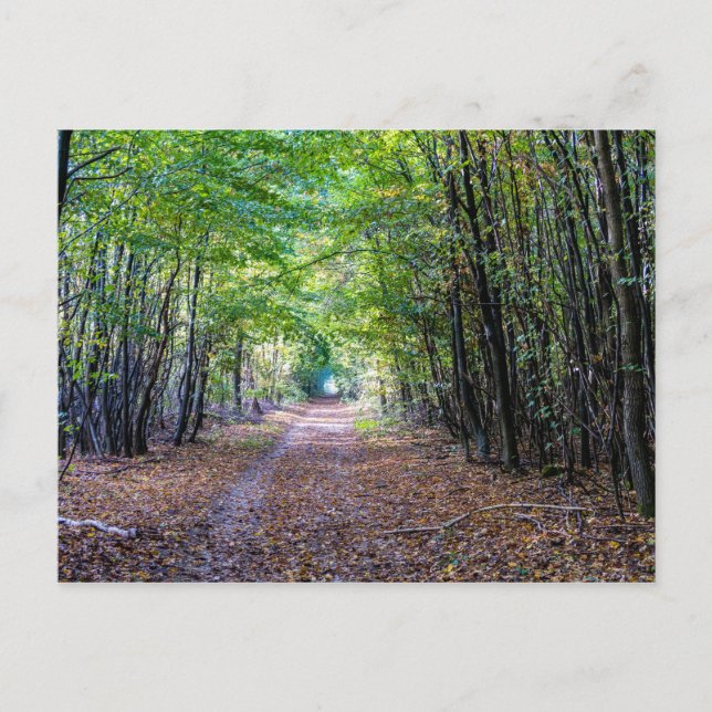 Pfad im Herbstwald, Heiliger Germain-Wald Postkarte (Vorderseite)