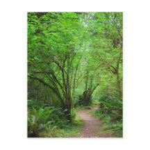 Pfad im Redwood-Wald