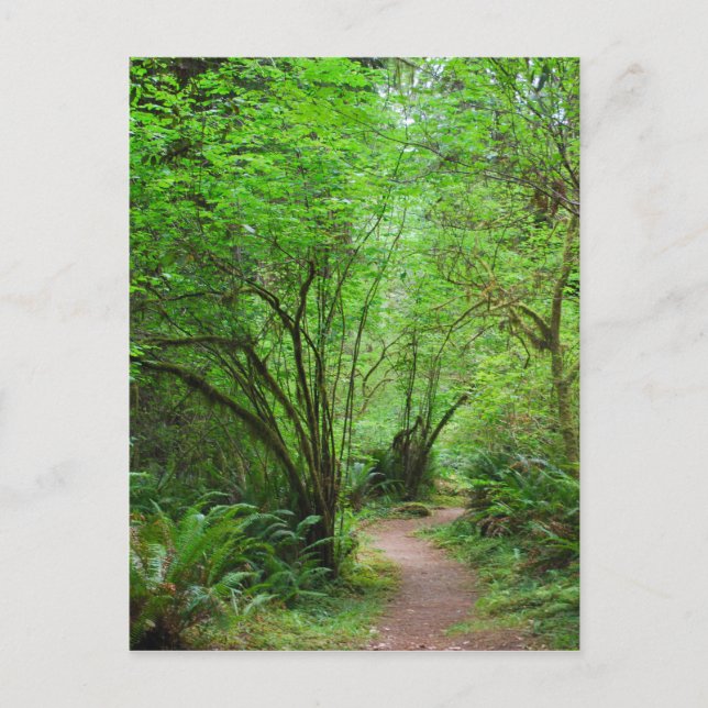 Pfad im Redwood-Wald Postkarte (Vorderseite)