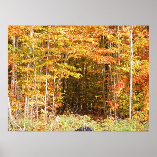 Pfad in den Wäldern Adirondacks Berge Poster (Vorne)