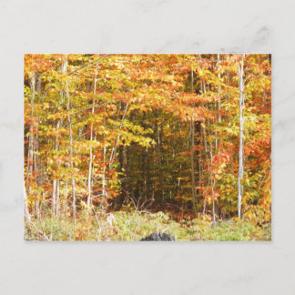 Pfad in den Wäldern Adirondacks Berge Postkarte