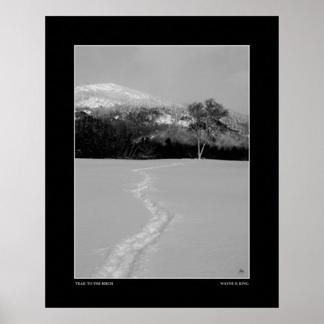 Pfad zur Birke im Winter (einfarbig) Poster (Vorne)