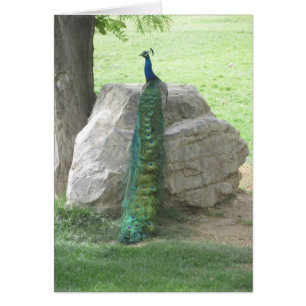 Pfau