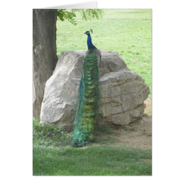 Pfau (Vorne)