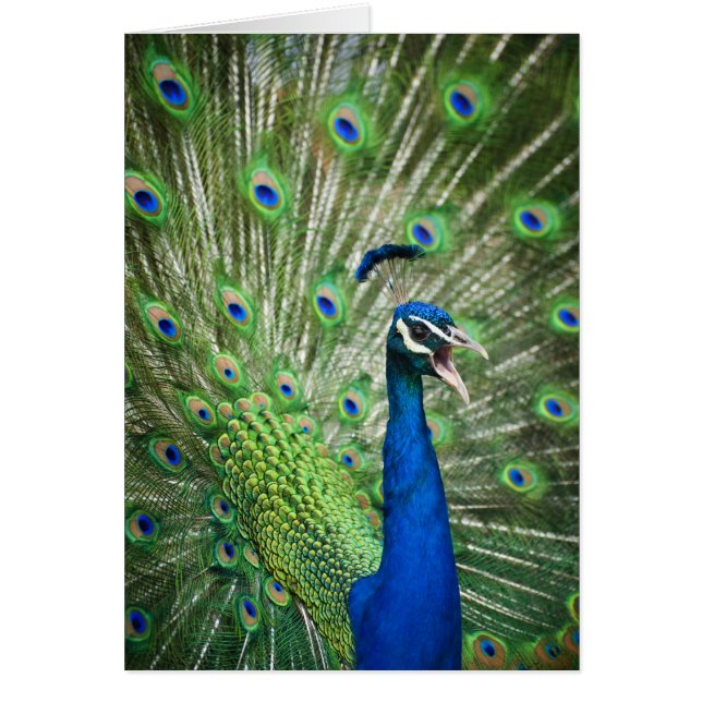 Pfau (Vorne)
