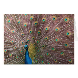Pfau