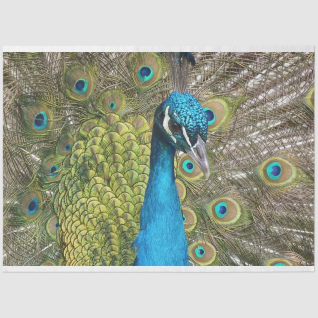 Pfau 1 Wandteppichpapier Seidenpapier (Vorderseite)