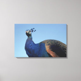 Pfau 2 leinwanddruck