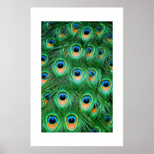 Pfau#2-Poster Poster