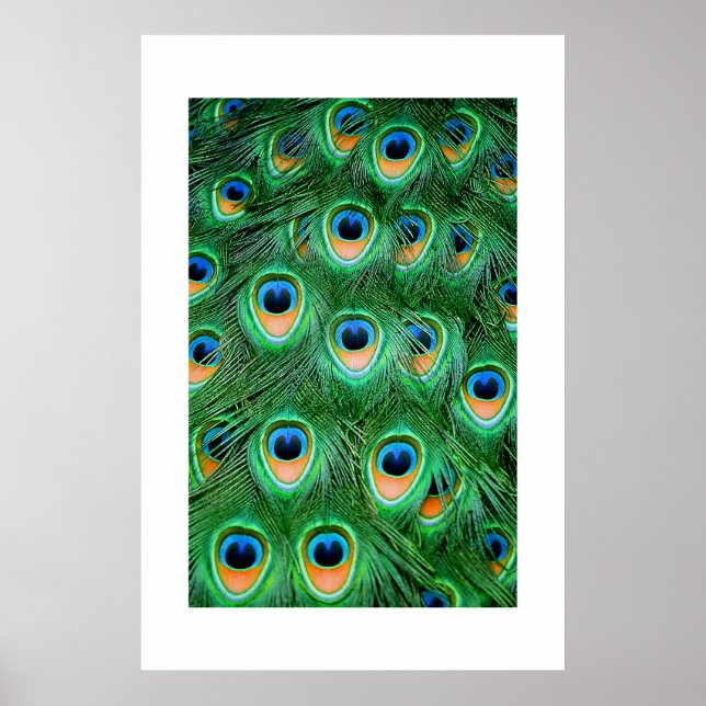 Pfau#2-Poster Poster (Vorne)