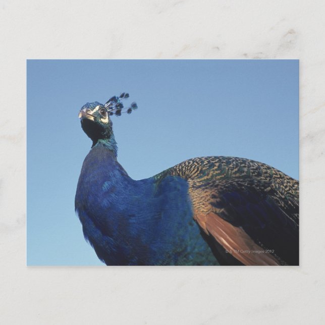 Pfau 2 postkarte (Vorderseite)