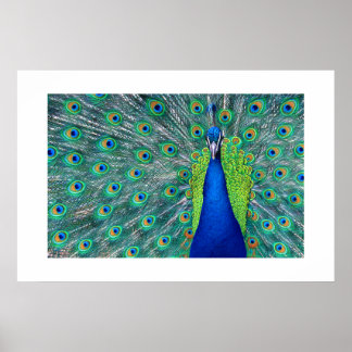 Pfau#3-Poster Poster