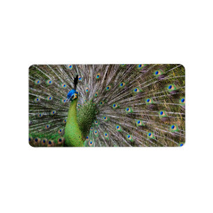 Pfau Adressaufkleber
