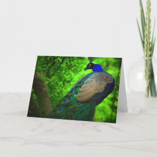 Pfau auf dem Baum Karte