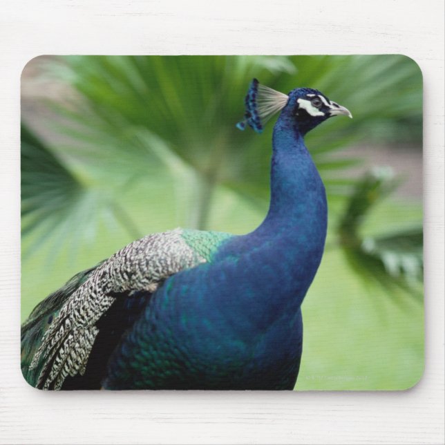 Pfau auf dem Felsen Mousepad (Vorne)