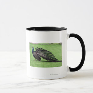 Pfau auf dem Gebiet Tasse