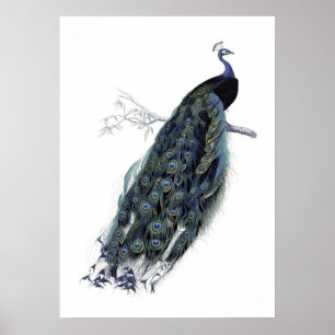 Pfau auf einem Ast - Vintage-Illustration Poster