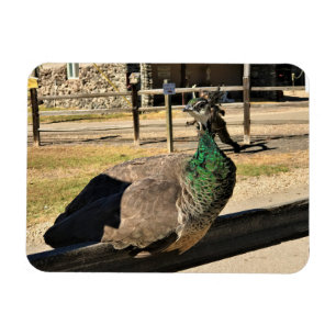 Pfau auf einem Zaun, Idaho Magnet
