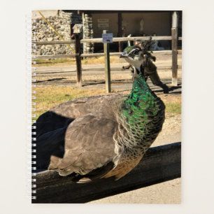 Pfau auf einem Zaun, Idaho Planer
