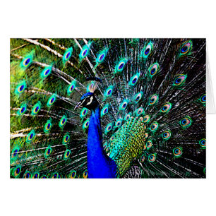 Pfau-Batik 2 (leere Karte)