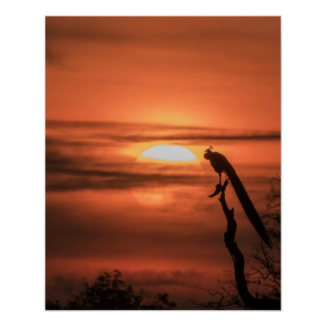 Pfau bei Sonnenaufgang Poster (Vorderseite)