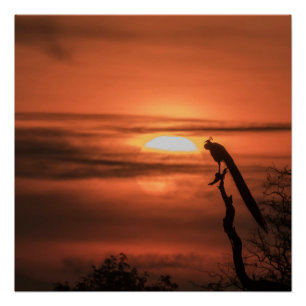 Pfau bei Sonnenaufgang Poster